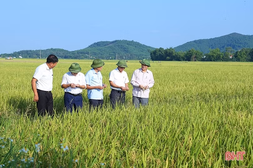 Hà Tĩnh: Giá lúa tươi giảm, thương lái thu mua cầm chừng
