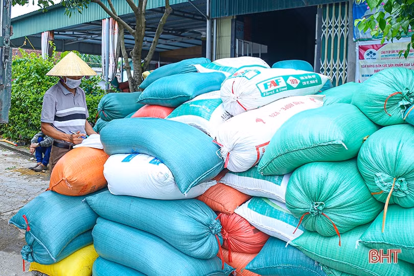 Hà Tĩnh: Giá lúa tươi giảm, thương lái thu mua cầm chừng