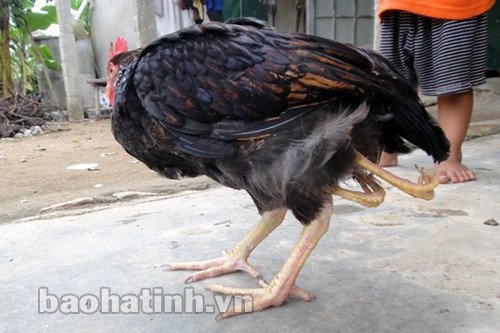 Kỳ lạ chú gà có 4 chân ảnh 1