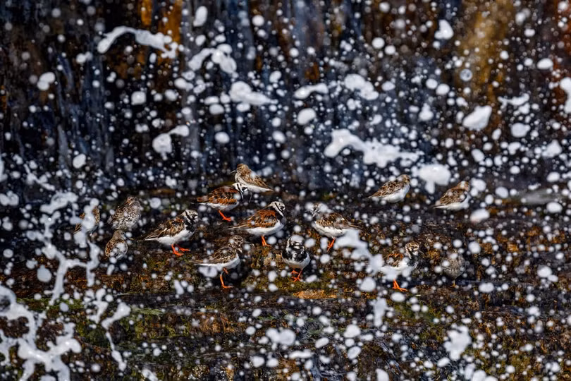 Chiêm ngưỡng những bức ảnh về loài chim đẹp nhất năm 2018