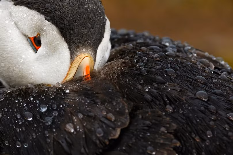 Chiêm ngưỡng những bức ảnh về loài chim đẹp nhất năm 2018