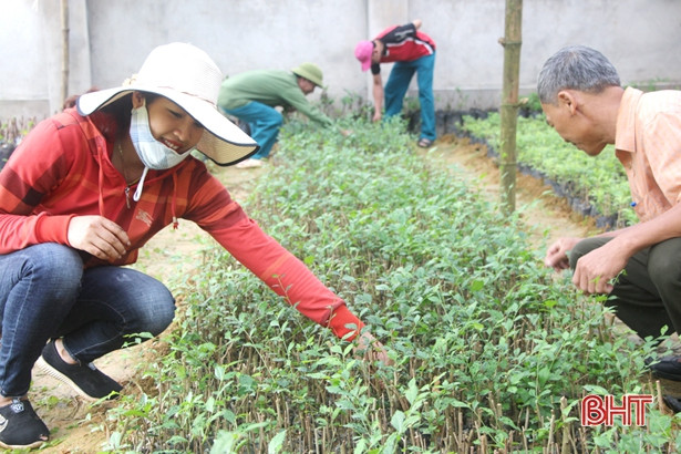 Công đoàn xã Hương Thọ ươm trên 27.000 cây cảnh làm đẹp nông thôn mới
