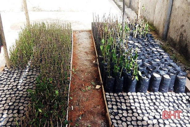 Tuổi trẻ Kỳ Anh ươm 400 ngàn cây giống làm hàng rào xanh