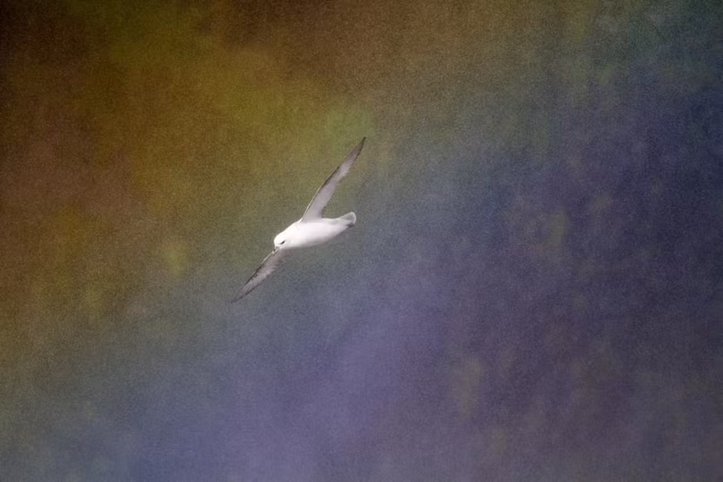 Chiêm ngưỡng những bức ảnh về loài chim đẹp nhất năm 2018