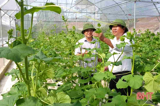 Trồng rau nhà lưới: Mặc trời nắng nóng, vườn vẫn mướt xanh! ảnh 1 Trồng rau nhà lưới: Mặc trời nắng nóng, vườn vẫn mướt xanh!