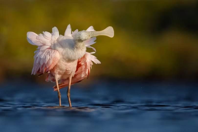 Chiêm ngưỡng những bức ảnh về loài chim đẹp nhất năm 2018