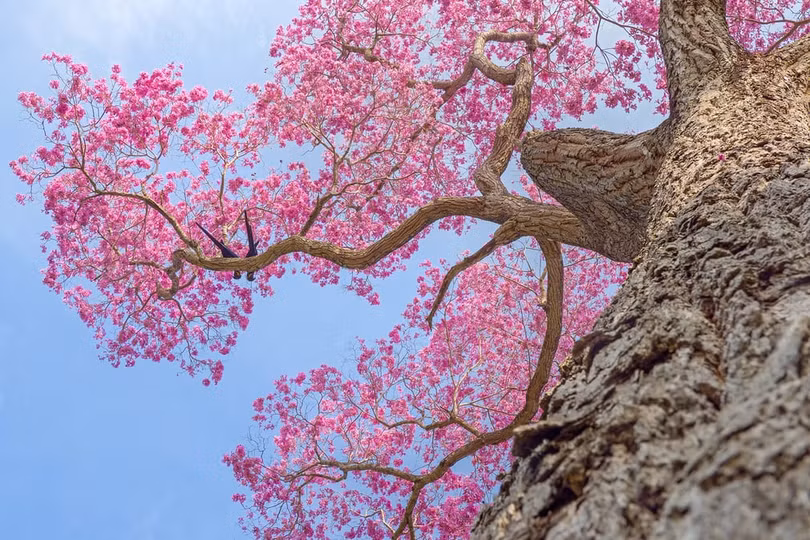 Chiêm ngưỡng những bức ảnh về loài chim đẹp nhất năm 2018