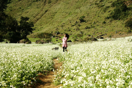 lac buoc quen loi ve o thien duong hoa moc chau thang 11