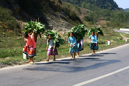 lac buoc quen loi ve o thien duong hoa moc chau thang 11