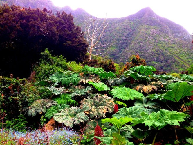 Hệ sinh thái trên đảo Robinson Crusoe - Ảnh: leeabbamonte nhung diem den buoc ra tu trang sach