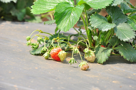 lac buoc quen loi ve o thien duong hoa moc chau thang 11