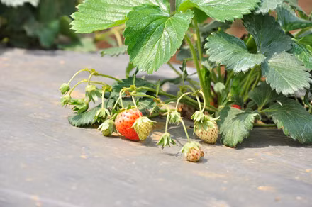 lac buoc quen loi ve o thien duong hoa moc chau thang 11