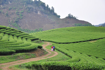 lac buoc quen loi ve o thien duong hoa moc chau thang 11
