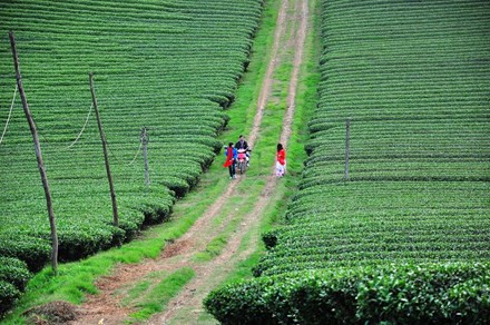 lac buoc quen loi ve o thien duong hoa moc chau thang 11