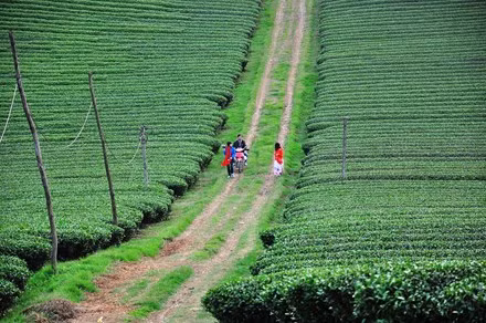lac buoc quen loi ve o thien duong hoa moc chau thang 11