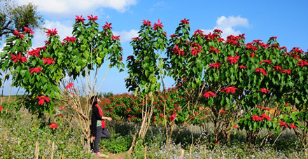 lac buoc quen loi ve o thien duong hoa moc chau thang 11