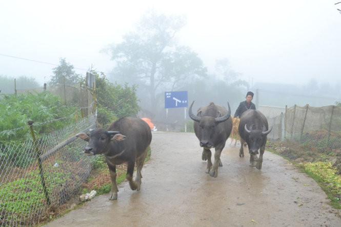 sa pa ret hai 8 4 do c dan so tan trau bo tranh ret