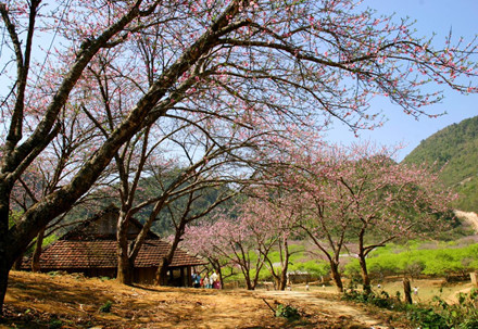lac buoc quen loi ve o thien duong hoa moc chau thang 11