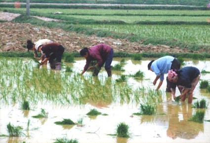 Nhân dân xã Đức Lâm (Đức Thọ) cấy lúa hè thu