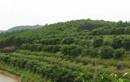 Những trang trại cam bù như thế này đang mọc lên ngày càng nhiều ở Hương Sơn Những trang trại cam bù như thế này đang mọc lên ngày càng nhiều ở Hương Sơn