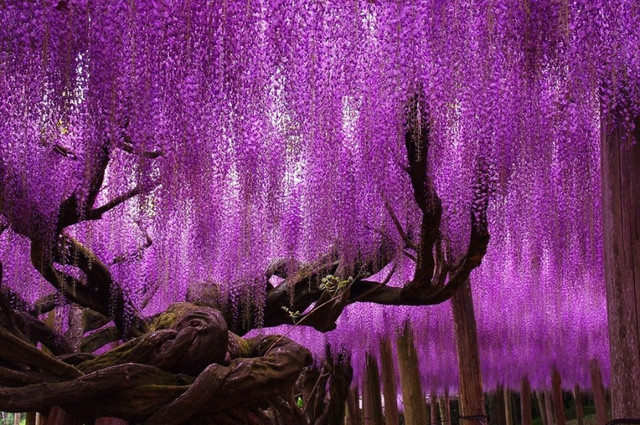 nhung loai cay ky dieu nhu den tu hanh tinh khac
