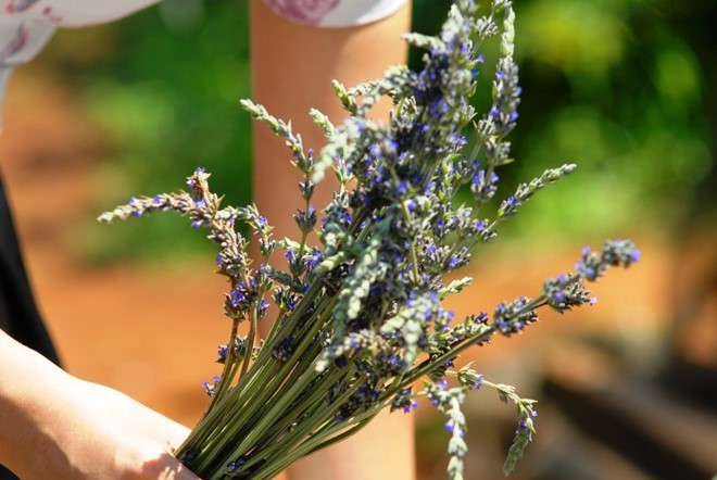 kham pha nhung mua hoa co thang 12 o da lat