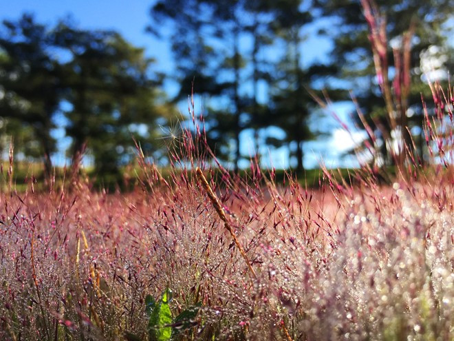 kham pha nhung mua hoa co thang 12 o da lat