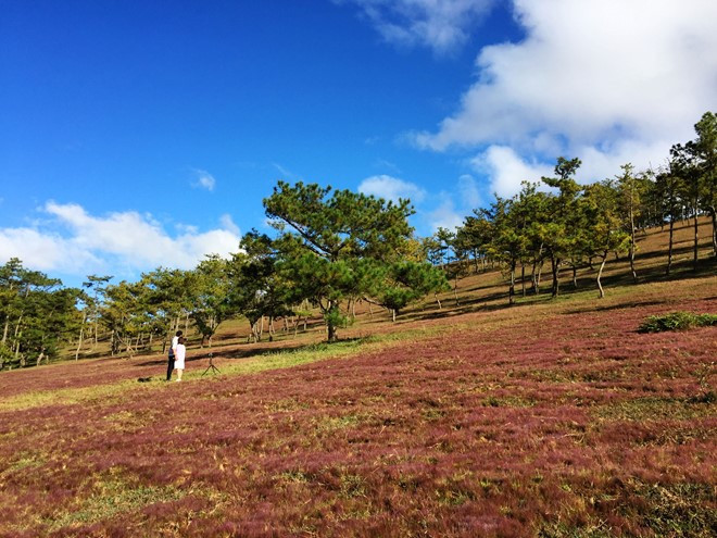 kham pha nhung mua hoa co thang 12 o da lat