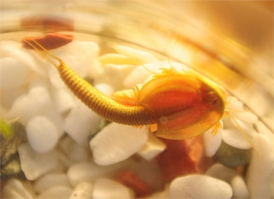 Phát hiện hai loài sinh vật quý hiếm từ thời tiền sử ảnh 1