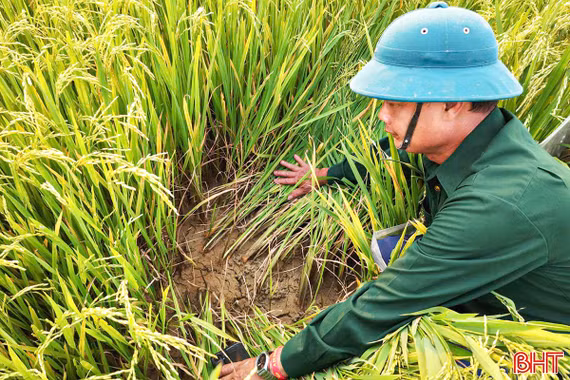 Trạm bơm “treo vòi” khiến hàng trăm héc-ta lúa đối mặt nguy cơ mất mùa