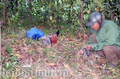 Những chiếc bẫy gio được cắm xuống đất lẫn trong đám lá khô nên gà rừng có tinh mắt đến mấy cũng không nhận ra Những chiếc bẫy gio được cắm xuống đất lẫn trong đám lá khô nên gà rừng có tinh mắt đến mấy cũng không nhận ra