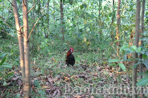 Gà mồi liên tục cất tiếng gáy "mời gọi" gà rừng Gà mồi liên tục cất tiếng gáy "mời gọi" gà rừng