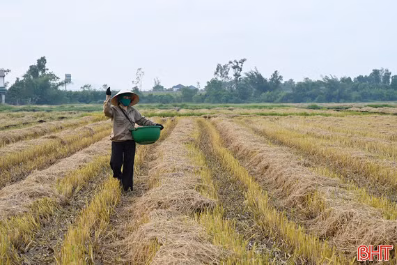 Ứng dụng công nghệ sinh học biến rơm rạ thành phân bón hữu cơ