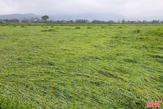 Nhiều diện tích lúa xuân ở Hà Tĩnh đổ ngã do mưa lớn