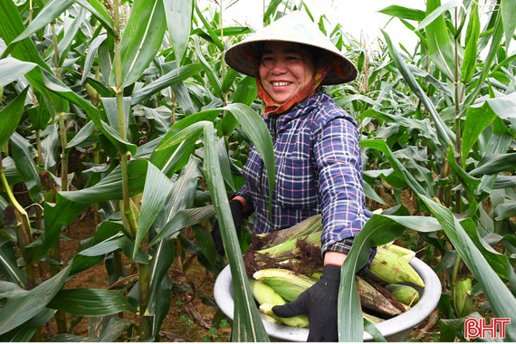 Mùa ngô nếp non bên bờ Ngàn Sâu