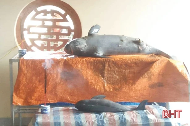 Ngư dân Cẩm Xuyên chôn cất 2 con cá ông