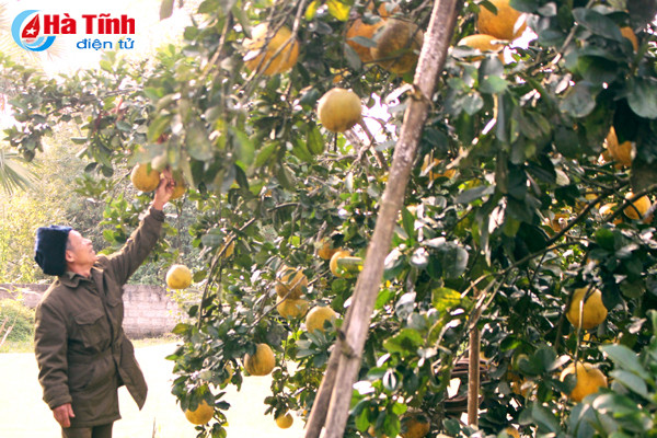 ngam vuon buoi dien ha noi ca nghin qua ngay tai ha tinh