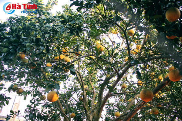 ngam vuon buoi dien ha noi ca nghin qua ngay tai ha tinh