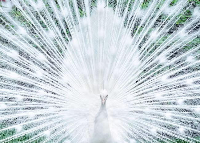 loat anh cua natgeo nhac nho chung ta ve the gioi xinh dep ngoai kia