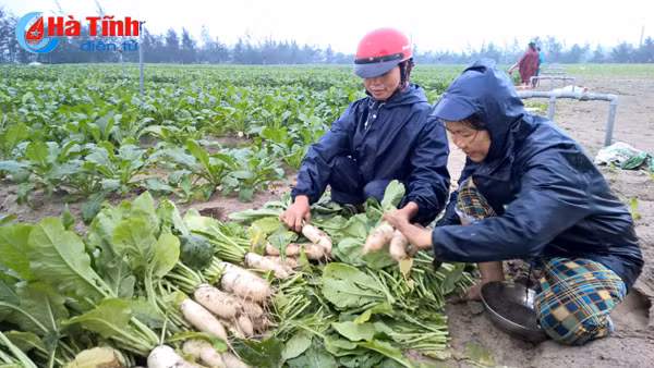 rang ro nu cuoi tren dong rau thach van
