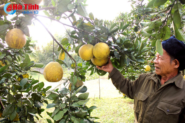 ngam vuon buoi dien ha noi ca nghin qua ngay tai ha tinh