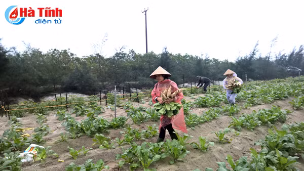 rang ro nu cuoi tren dong rau thach van