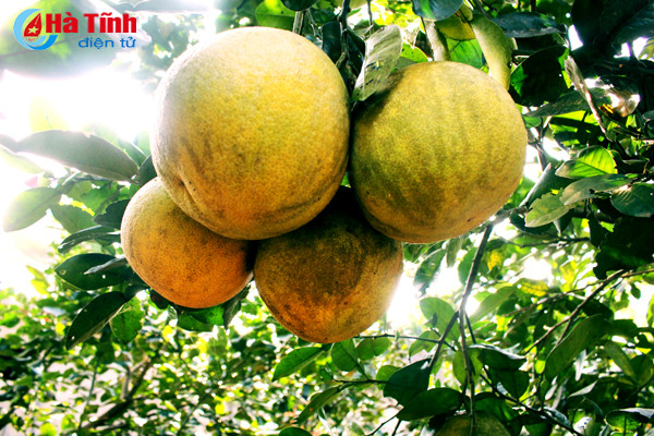 ngam vuon buoi dien ha noi ca nghin qua ngay tai ha tinh