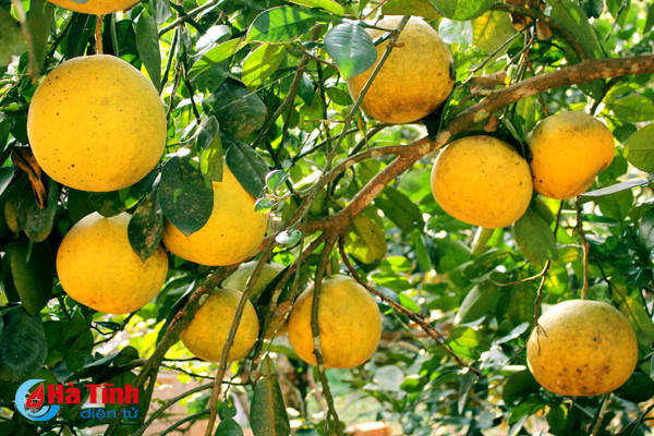 ngam vuon buoi dien ha noi ca nghin qua ngay tai ha tinh