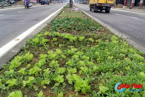 trong rau tren quoc lo 1a hiem nguy rinh rap