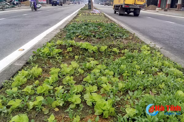 trong rau tren quoc lo 1a hiem nguy rinh rap