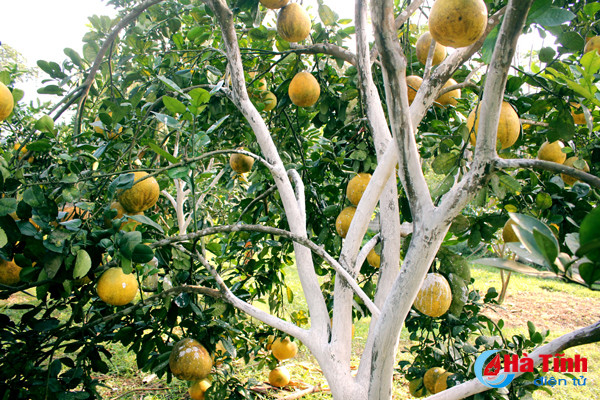 ngam vuon buoi dien ha noi ca nghin qua ngay tai ha tinh