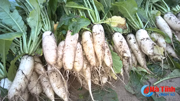 rang ro nu cuoi tren dong rau thach van