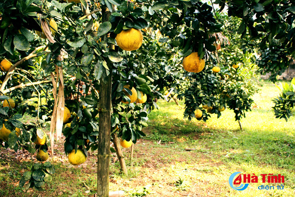 ngam vuon buoi dien ha noi ca nghin qua ngay tai ha tinh