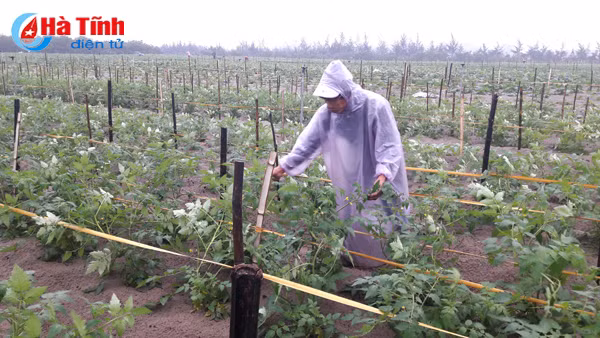 rang ro nu cuoi tren dong rau thach van